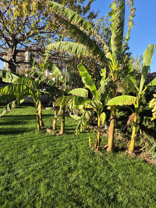 Bananieri musa basjoo