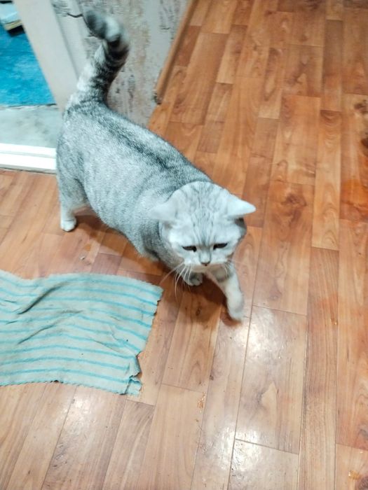 отдам кота в добрые руки, БЕСПЛАТНО