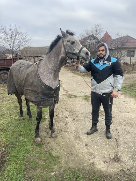 Iapa pur sange arab de vanzare