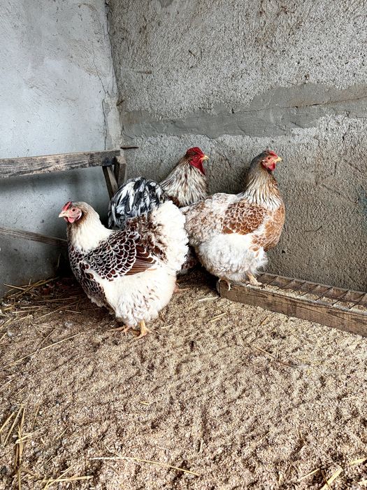 Familii Wyandotte Splash