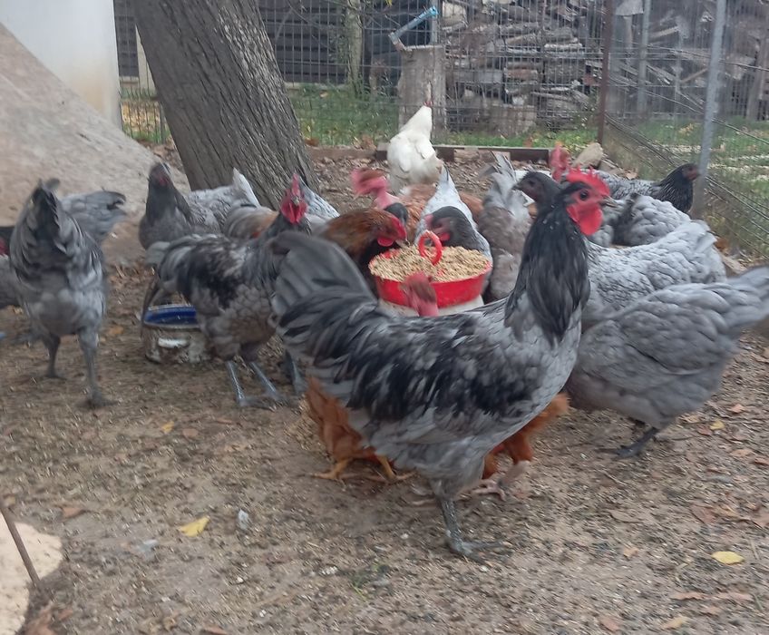 Gaini australorp