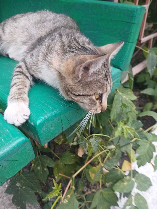 Симпатичные  КОТЯТА