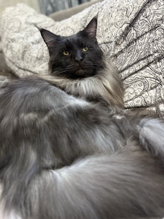 Кот породы Мейн кун. ВЯЗКА.