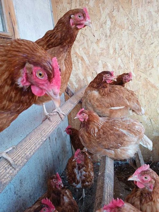 Курочки Ломан Браун