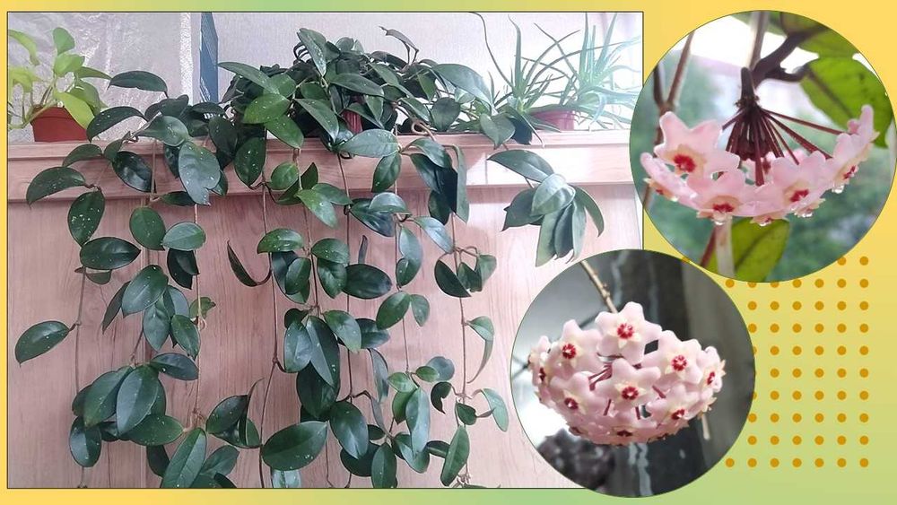 Роскошная Хойя. Комнатное растение