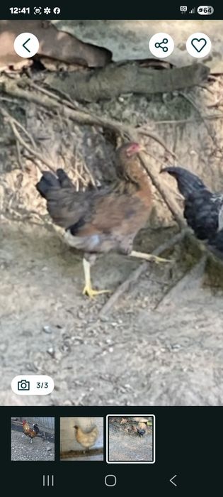 Doua gainute si un cocos din rasa pitica turcesc