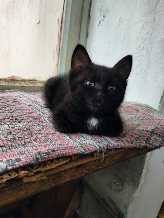 Котята в добрые ручки