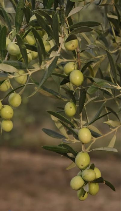 Ulei de măsline extravirgin Grecia  3L / 5L PRESAT LA RECE produs Premium, aciditate 0,4%