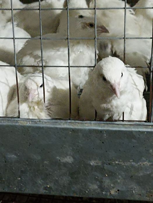 Инкубационные яйца перепёлок (бедана)