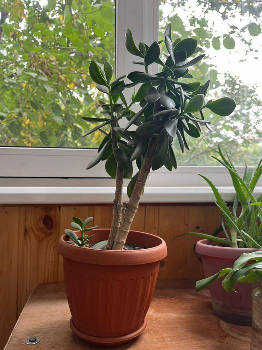 Денежное дерево, комнатное растение