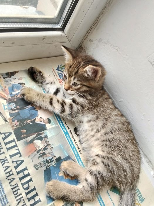 отдам в добрые руки котят
