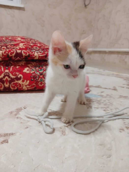 Котёнок девочка.