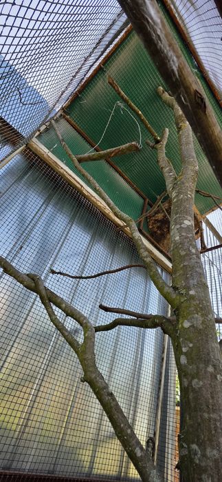 Vand cușcă de papagali