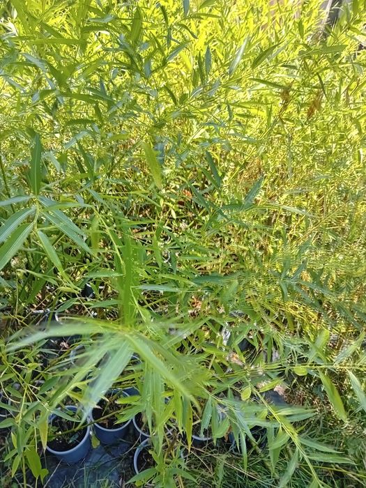 Vând puieți de smochine altoiți la ghiveci  și salcii pletoase la ghiveci