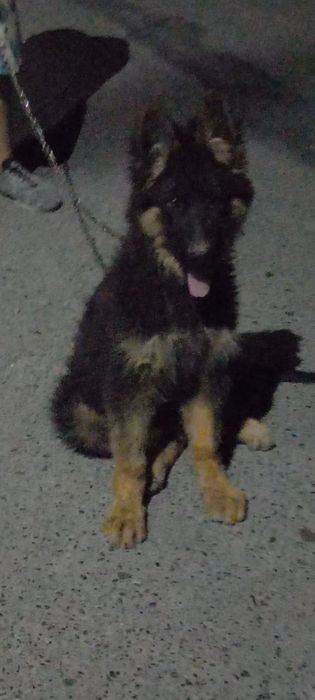 Nemetski afcharka dlinashersna sotiladi