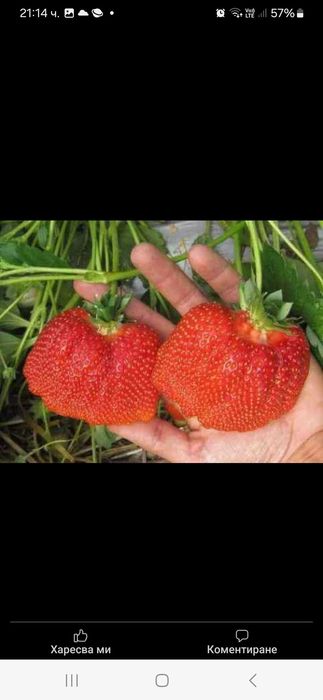 Продавам Разсад ягоди и малини