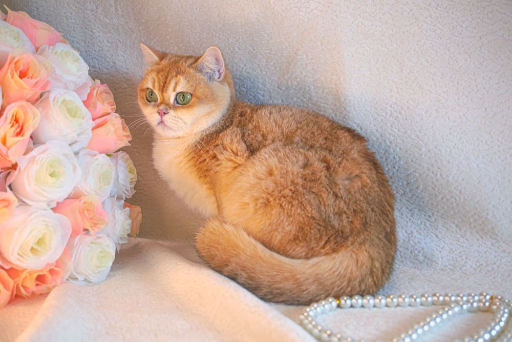 Британская золотая шиншилла. Sterilizatsiyalangan.