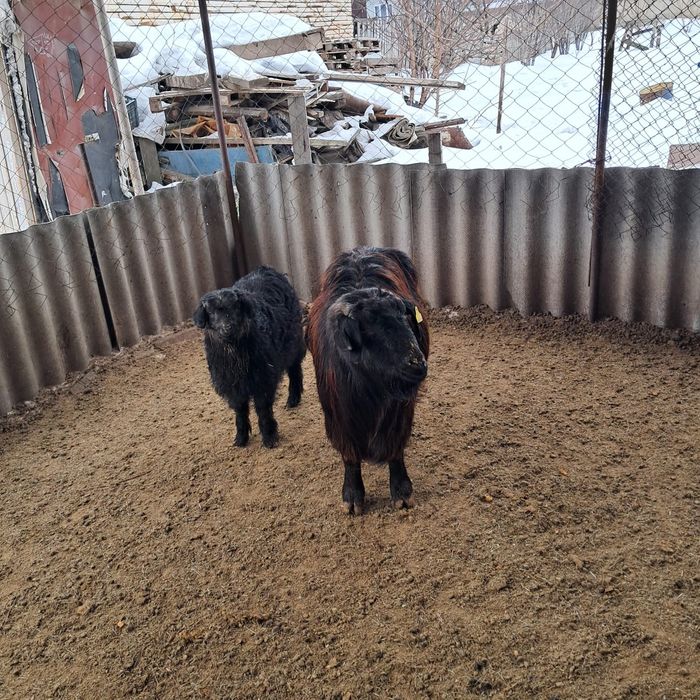 Лақты ешкілер сатылады