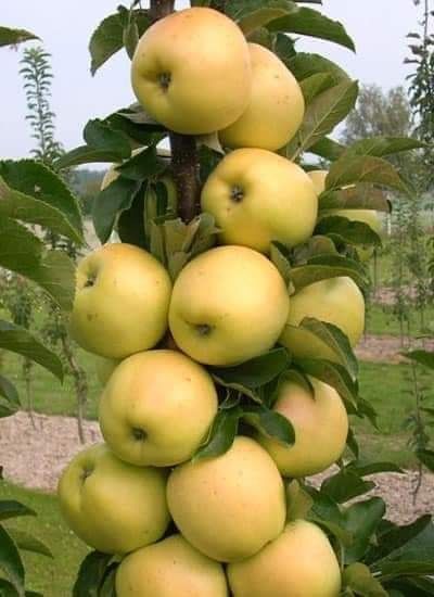 Овощни дръвчета-перфектно качество