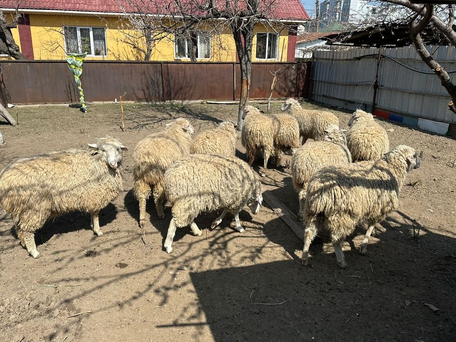 Продам баранов в Алматы