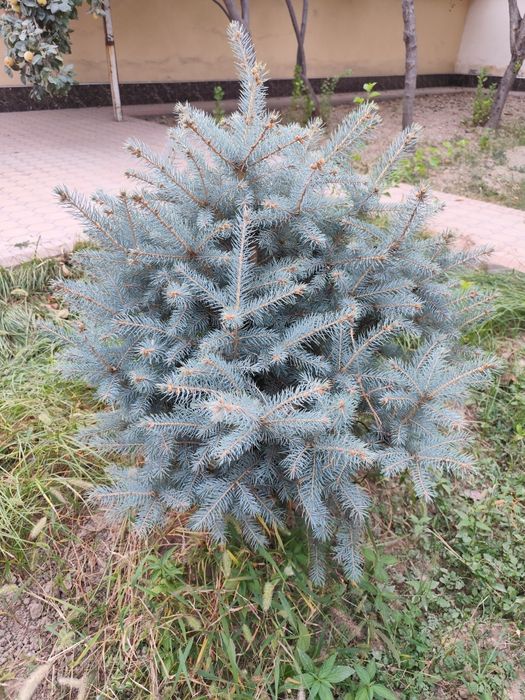 Арчалар Голубой Ел Италиянский срочно сотилади