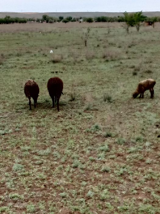 Продаем маток и кошкара