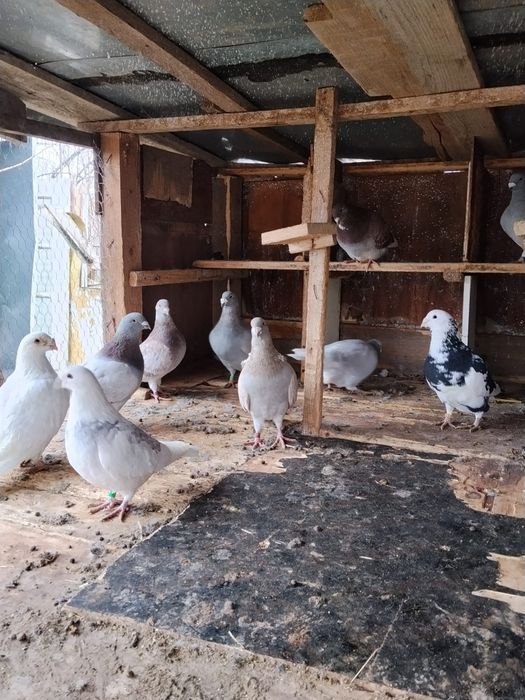 Vând porumbei standard Prahova