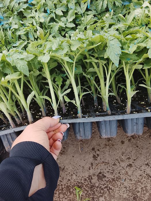 Răsad roșii Rila...