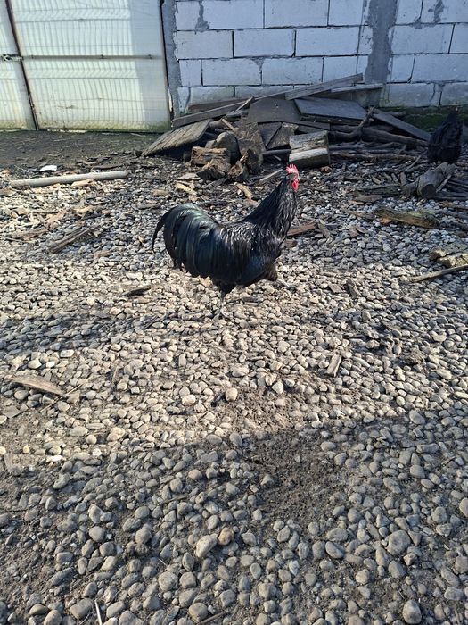 Cocosi si gaini de țară, australorp, brahma. 3 perechi pauni 2025.