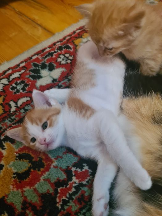 Красивые котята!