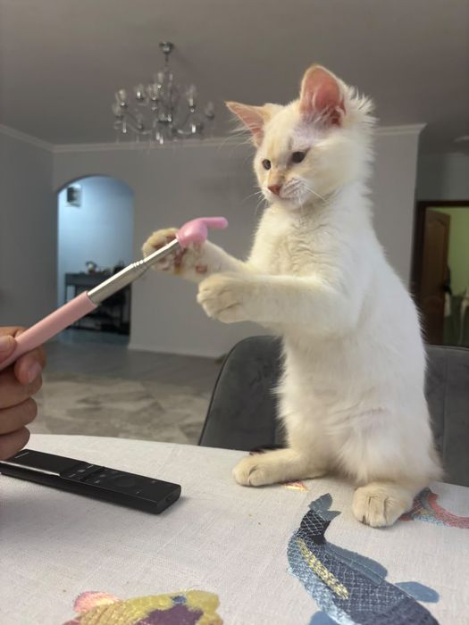 Котик в добрые руки