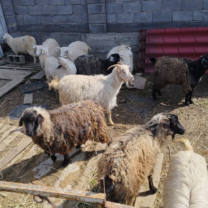 Козы бараны овцы коза козёл