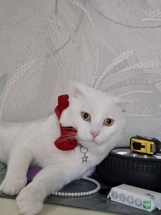 Кошка Симба зотли породали