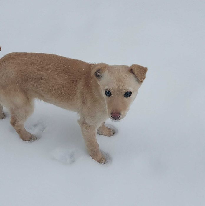 ОТДАДИМ в хорошие руки