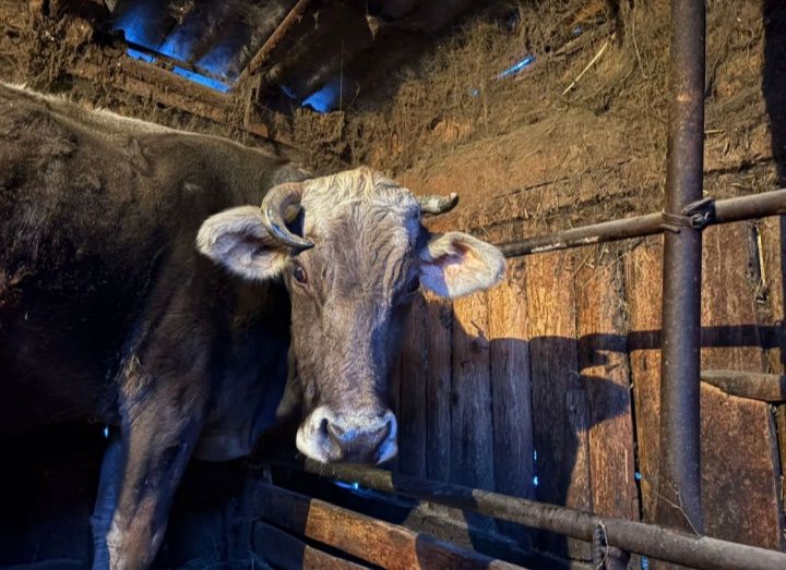 Продам стельнуюю корову