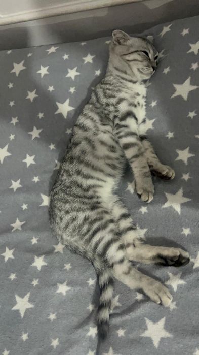 Шотландская кошка