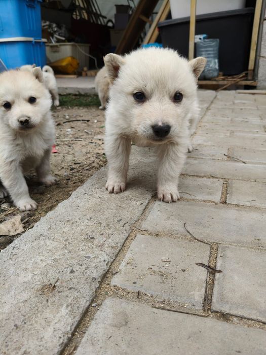 Щенки в добрые руки