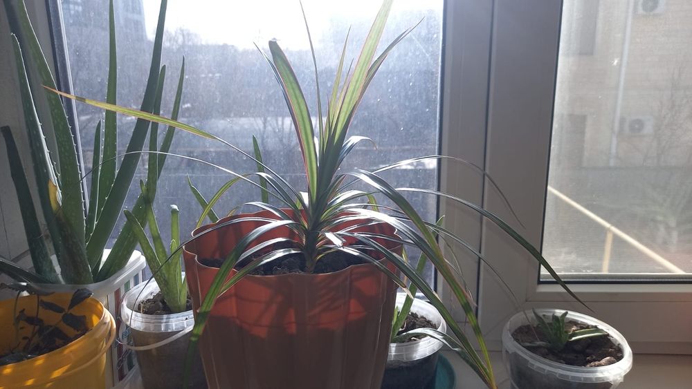 Лечебное Алое домашнее