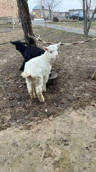 Ешки коза заанен