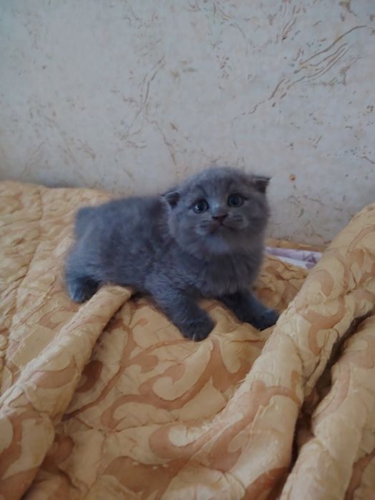 Продаются Шотландские Скотиш Страйт и Фолд
