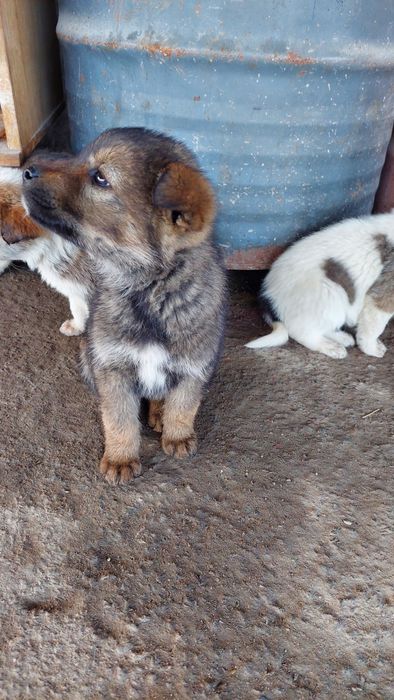 Щенята. Бесплатно.г. Шымкент.