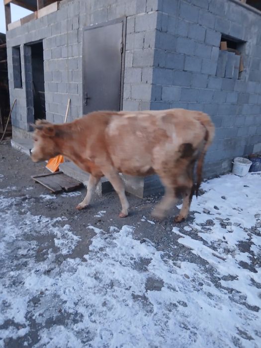 Буаз сыйыр сатылады