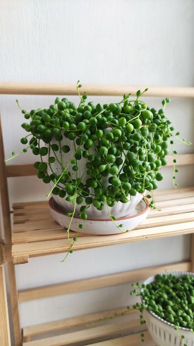 Крестовник Роули