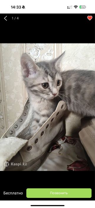 Кошка котенок котята