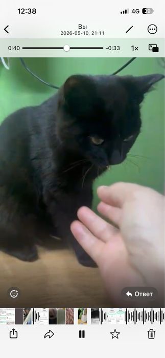 Отдам кошечку в добрые руки