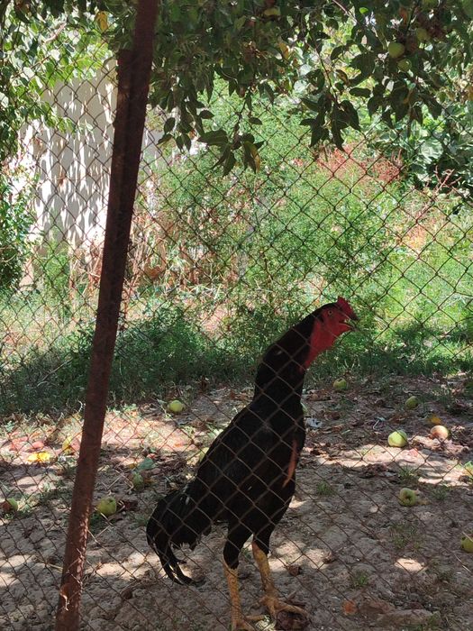 Chollar bir qizni sikishdi