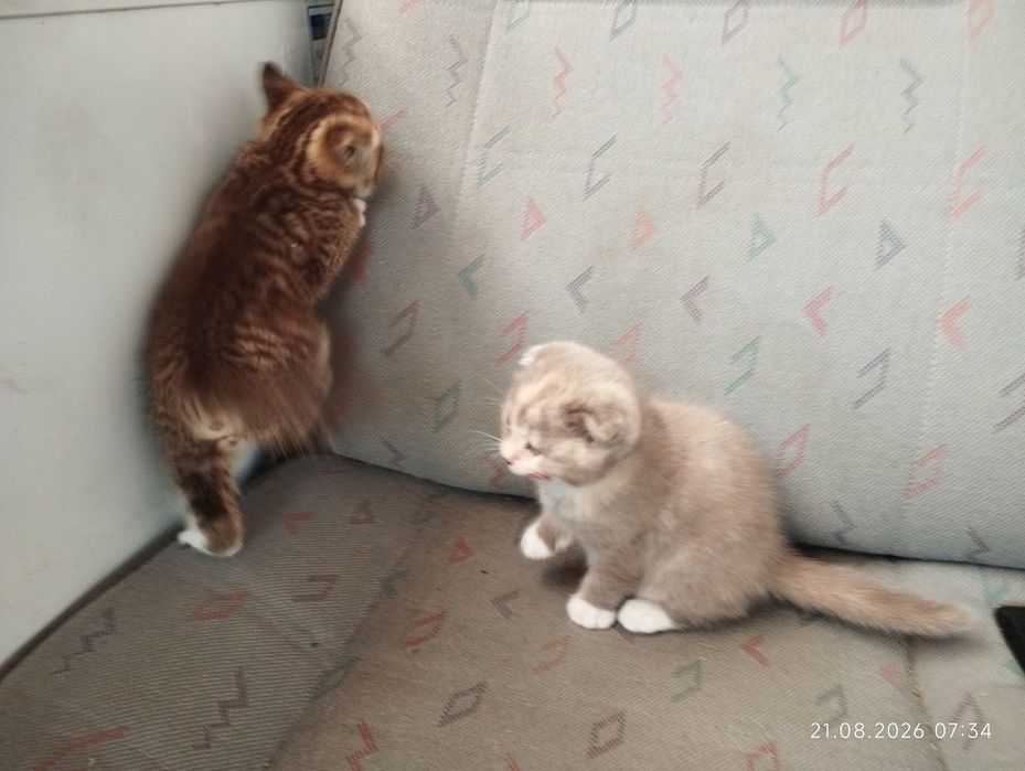 Котята 1,5 месяца