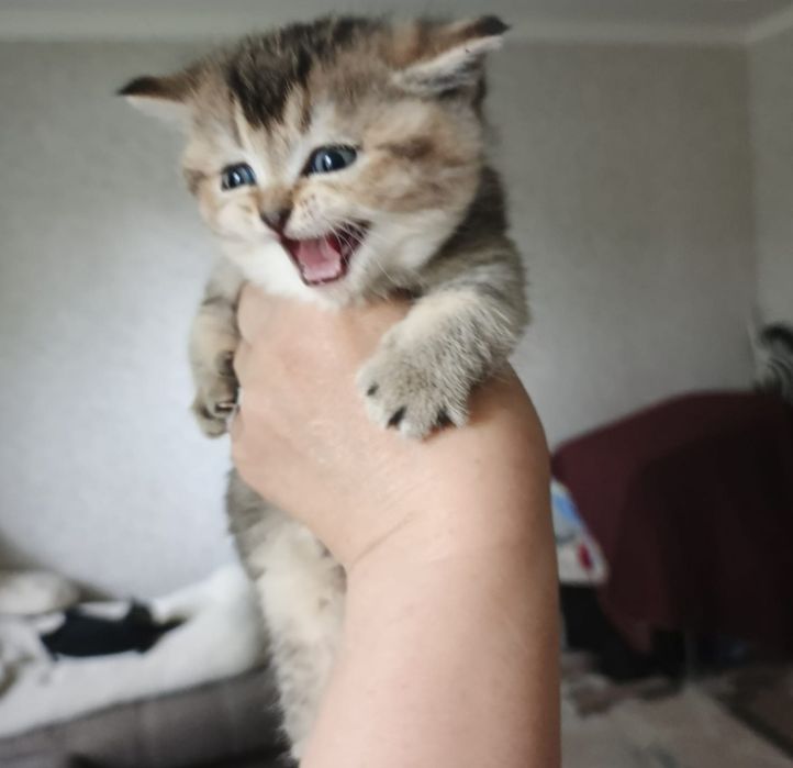 Золотые шиншиллы котята