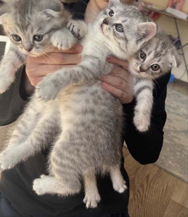 Продаються шикарные котята