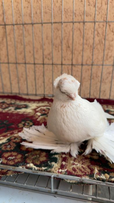 Голубь молодой Гульбадам